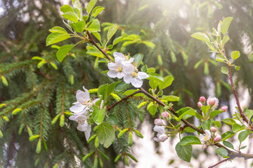 White blossoming apple trees in the sunset light