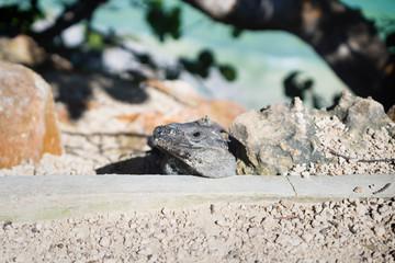 Hidden Iguana in ruins of Tulum, Mexico