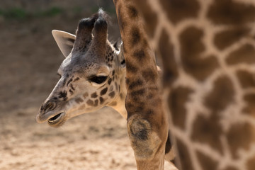 The baby giraffe close up