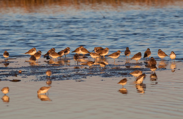 The flock of semipalmated plovers feeding on a ocean shore, Galveston, Texas, USA..