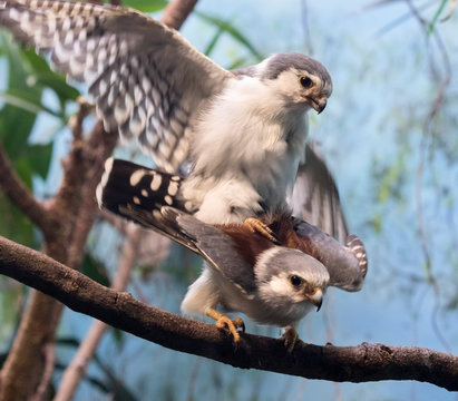 African pygmy falcons (Polihierax semitorquatus) mating