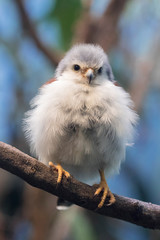 The african pygmy falcon (Polihierax semitorquatus) perched on a tree branch