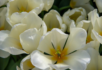 Delicate white tulips on a blurred background. Symbol of spring, love, tenderness and happiness.