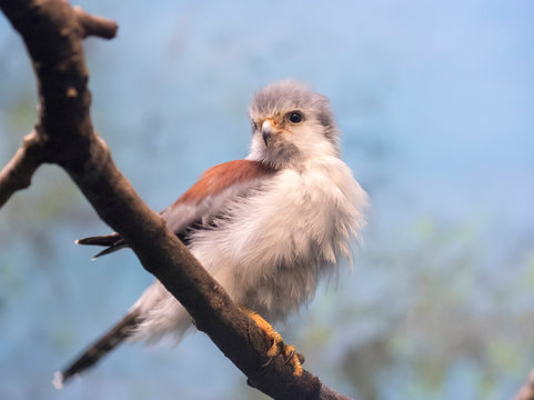 The african pygmy falcon (Polihierax semitorquatus) perched on a tree branch