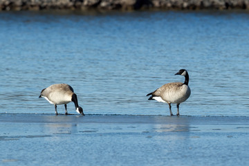 Two geese on ice by the lake.