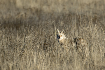 Coyote stands in the dry grass field.