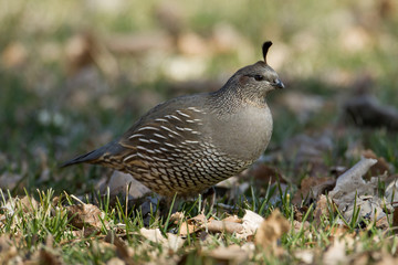 Small quail in a park.