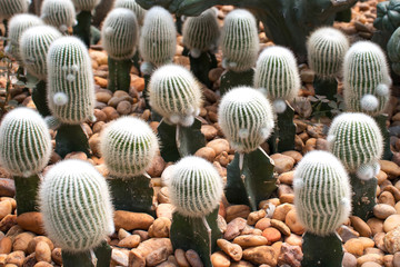 Cactus plants, desert plants in the garden and mild sunshine.