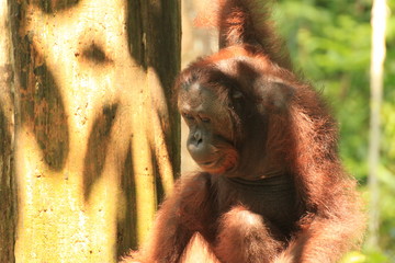 Orangutan at the Sepilok Orangutan Center in Borneo