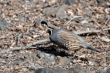 California quail walks on the gound.