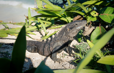 Young Iguana in grass at the ruins of Tulum, Mexico