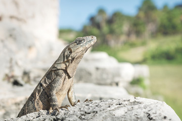 Posing Iguana in ruins of Tulum, Mexico