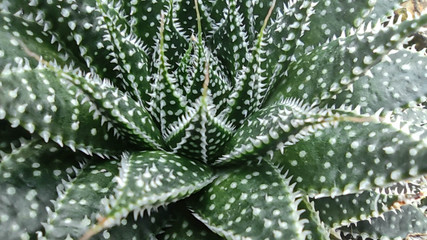 Aloe vera is tropical green plants tolerate hot weather. close up of green leaves, aloe vera. Aloe vera is a very useful herbal medicine for skin care and hair care that can be used as treatment.