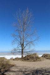 Bare tree at the beach at Gillson Park in Wilmette, Illinois at Lake Michigan in winter