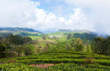 Fototapeta na wymiar Landscape tropical mountains tea plantations