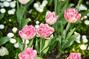 close up of pink tulips in a flower bed