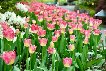 Fototapeta premium pink tulips in the garden