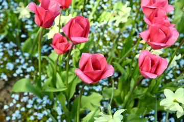 red tulips in the garden