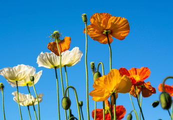 Obraz premium Poppy flower, Sydney