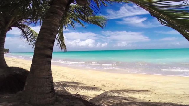  Coconut tree on a beautiful beach with blue sea