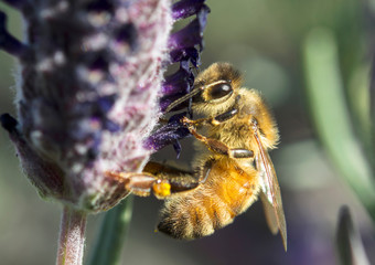 Honey bee on the flower