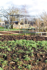 Naklejka premium Allotment plot or community garden shared by multiple owners to grow your own vegetables and food