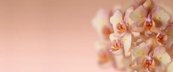 Fototapete Panoramic background  with  pink orange orchid flowers and copy space. Phalaenopsis Legato peloric. © BarTa