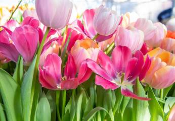 Full frame tulips as a backdrop. Background of spring flowers.