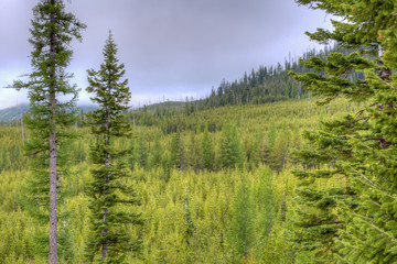 Stormy Timber Morning