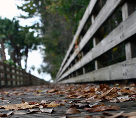 Leave scattered on Boardwalk