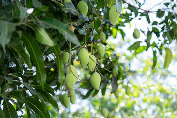 bunch of organic fresh green mango on tree
