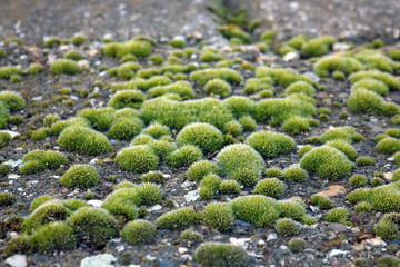 Green moss on concrete