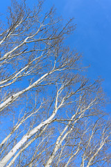 White naked brunches of trees against blue sky. The trees are neatly ordered. Sunny day at the early spring. Shot from below