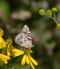 Painted Lady Butterfly on Sunflower