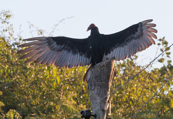 Turkey Vulture with Wing Out