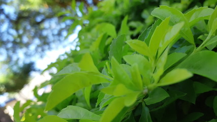 Obraz premium green leaves background