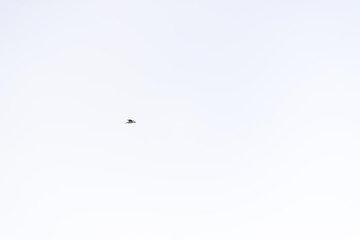 Seagull flying in the sky clean