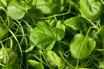 Raw Green Organic Watercress