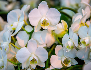 Fototapeta na wymiar Full frame white Orchid. Symbol of love and tenderness. Floral background.