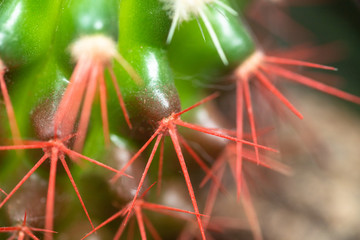 Coral red needles of a cactus. Desert Barrel Cactus close-up. New white needles on a cactus. trend color. Top view.