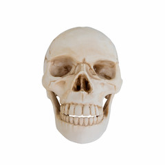 Human skull  isolated on white background.