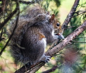 Obraz premium Squirrel eating nut in tree