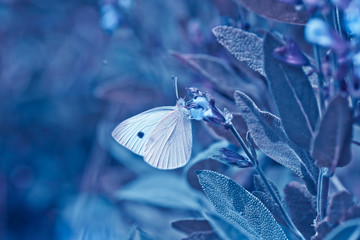 Pieris rapae on purple flowers Salvia officinalis. small white, small cabbage white and white...