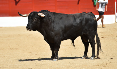 toro poderoso en españa