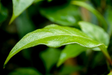 green leaf with water drops