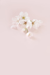 桜のポストカード・フレーム・壁紙