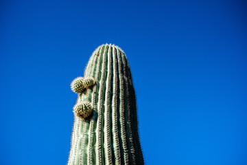 cactus on background of blue sky