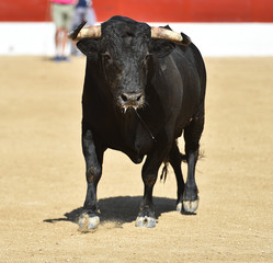 toro poderoso en españa