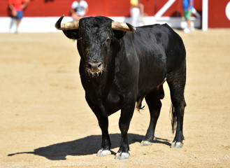 spanish bull with big horns