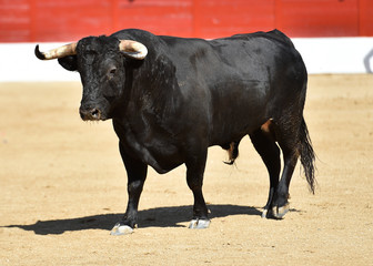 toro bravo español corriendo en una plaza de toros